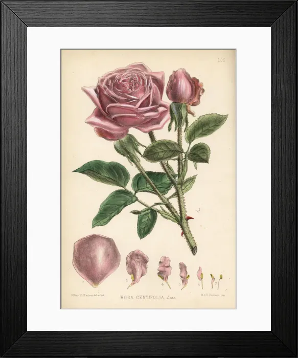 Framed Print : Cabbage rose or Damask rose, Rosa centifolia Framed Print : Cabbage rose or Damask rose, Rosa centifolia