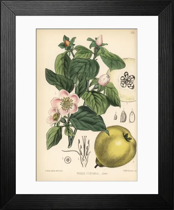 Framed Print : Quince, Pyrus cydonia Framed Print : Quince, Pyrus cydonia
