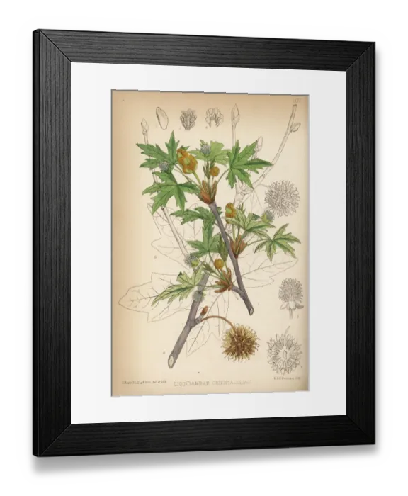 Framed Print : Oriental sweetgum, Liquidambar orientalis Framed Print : Oriental sweetgum, Liquidambar orientalis