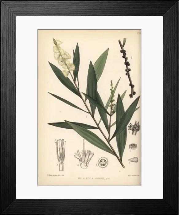 Framed Print : White wood, white samet or cajuput, Melaleuca cajuputi Framed Print : White wood, white samet or cajuput, Melaleuca cajuputi