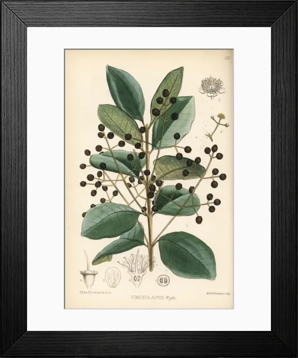 Framed Print : West Indian bay tree, Pimenta racemosa Framed Print : West Indian bay tree, Pimenta racemosa