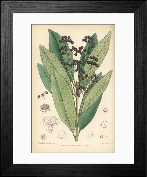 Framed Print : Allspice, Jamaica pepper or pimenta, Pimenta dioica Framed Print : Allspice, Jamaica pepper or pimenta, Pimenta dioica