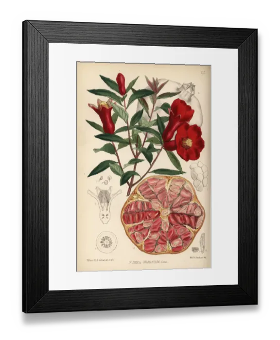 Framed Print : Pomegranate, Punica granatum Framed Print : Pomegranate, Punica granatum