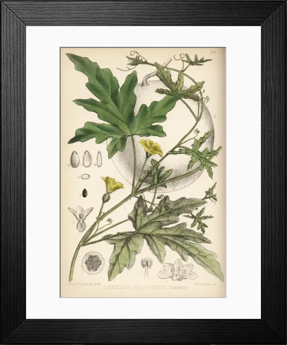 Framed Print : Colocynth or bitter apple, Citrullus colocynthis Framed Print : Colocynth or bitter apple, Citrullus colocynthis