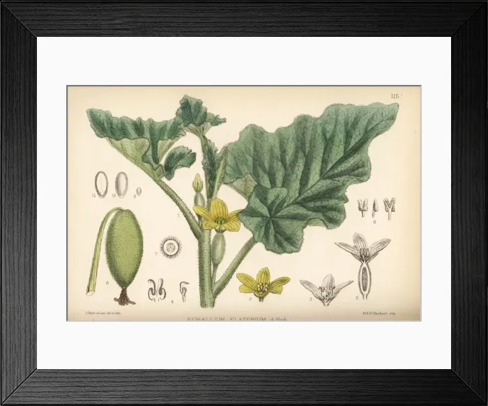 Framed Print : Squirting cucumber, Ecballium elaterium Framed Print : Squirting cucumber, Ecballium elaterium