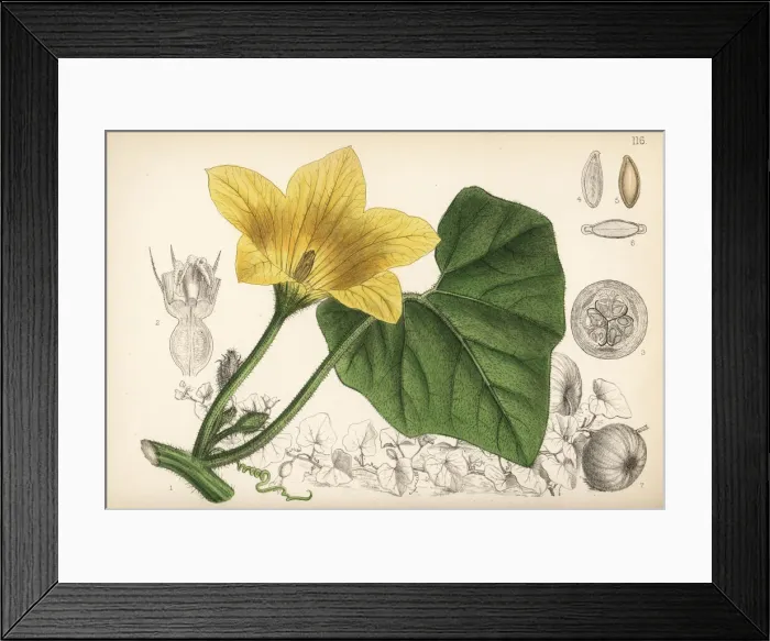 Framed Print : Pumpkin or white gourd, Cucurbita pepo Framed Print : Pumpkin or white gourd, Cucurbita pepo
