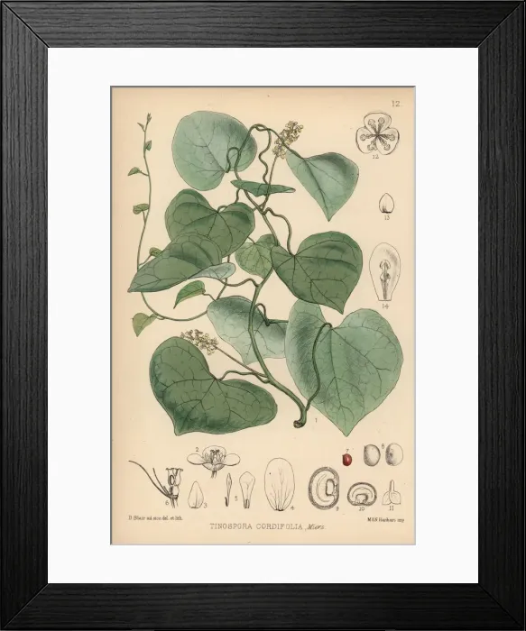 Framed Print : Gulanchi, Tinospora sinensis Framed Print : Gulanchi, Tinospora sinensis