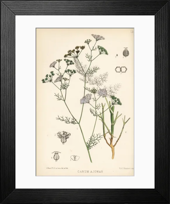 Framed Print : Bishops weed or carom, Trachyspermum ammi Framed Print : Bishops weed or carom, Trachyspermum ammi