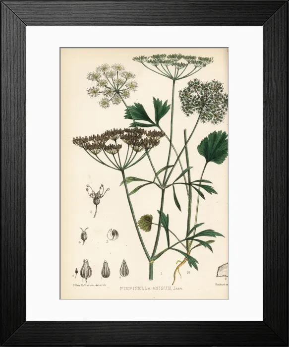 Framed Print : Anise or aniseed, Pimpinella anisum Framed Print : Anise or aniseed, Pimpinella anisum