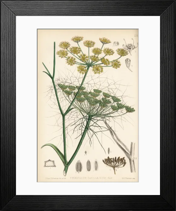 Framed Print : Fennel, Foeniculum vulgare Framed Print : Fennel, Foeniculum vulgare