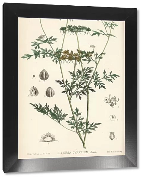 Fools parsley, Aethusa cynapium