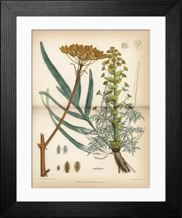 Framed Print : Tibetan asafoetida or sip, Ferula narthex Framed Print : Tibetan asafoetida or sip, Ferula narthex