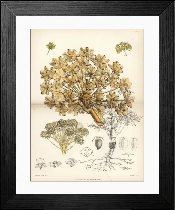 Framed Print : Persian asafoetida, Ferula foetida Framed Print : Persian asafoetida, Ferula foetida