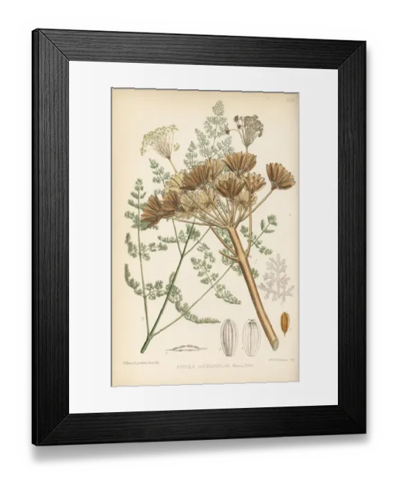 Framed Print : Galbanum, Ferula gummosa Framed Print : Galbanum, Ferula gummosa
