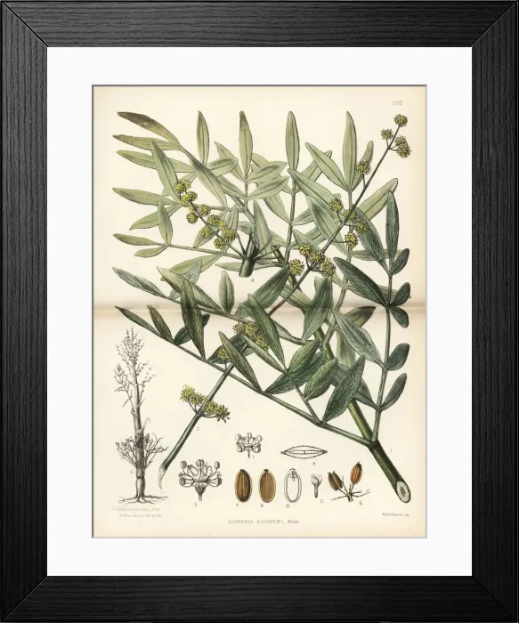 Framed Print : Zuh, weshek or bilhar, Dorema aucheri Framed Print : Zuh, weshek or bilhar, Dorema aucheri