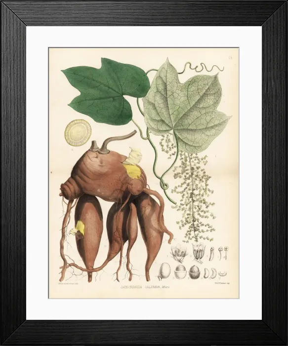 Framed Print : Calumba, Jateorhiza palmata Framed Print : Calumba, Jateorhiza palmata
