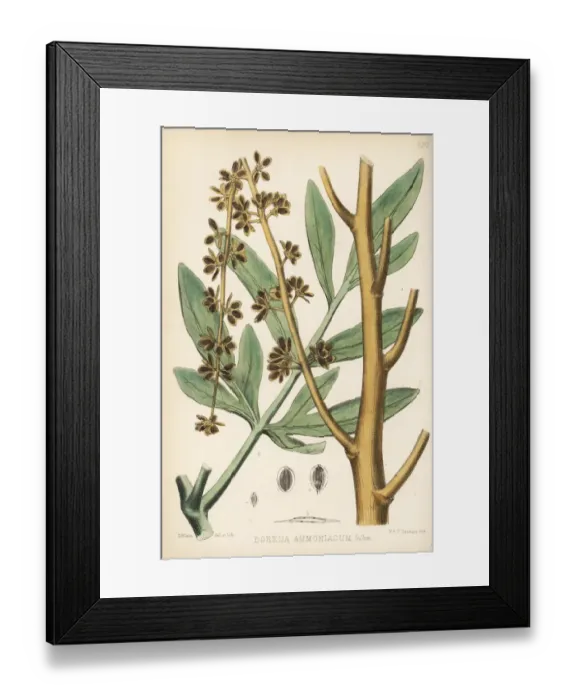 Framed Print : Ammoniacum, Dorema ammoniacum Framed Print : Ammoniacum, Dorema ammoniacum