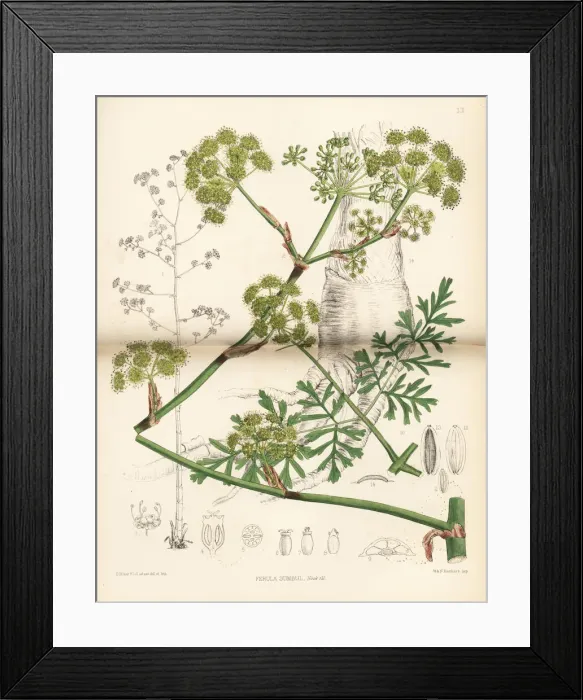 Framed Print : Sumbul, Ferula moschata Framed Print : Sumbul, Ferula moschata