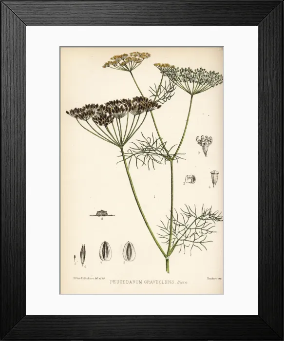 Framed Print : Dill, Anethum graveolens Framed Print : Dill, Anethum graveolens