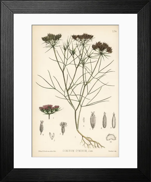 Framed Print : Cumin, Cuminum cyminum Framed Print : Cumin, Cuminum cyminum