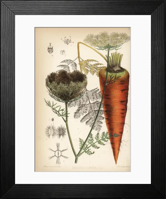 Framed Print : Carrot, Daucus carota Framed Print : Carrot, Daucus carota