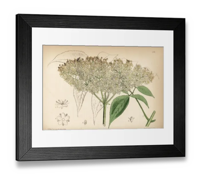 Framed Print : Common American elderberry, Sambucus canadensis Framed Print : Common American elderberry, Sambucus canadensis