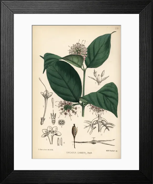 Framed Print : Gambier, pale catechu, terra japonica or gambir Framed Print : Gambier, pale catechu, terra japonica or gambir