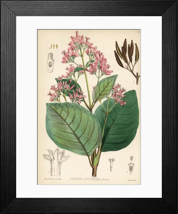 Framed Print : Red cinchona or quina, Cinchona pubescens Framed Print : Red cinchona or quina, Cinchona pubescens