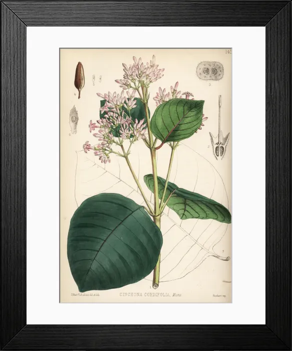 Framed Print : Red cinchona or quina, Cinchona pubescens Framed Print : Red cinchona or quina, Cinchona pubescens