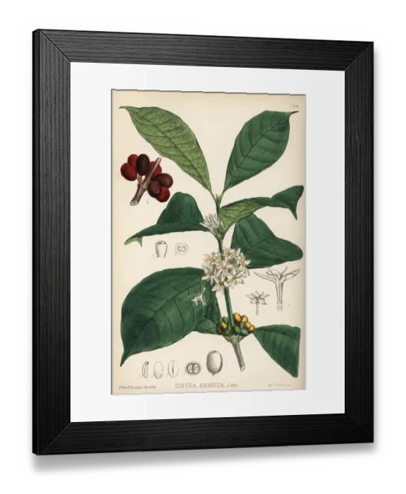 Framed Print : Coffee, Coffea arabica Framed Print : Coffee, Coffea arabica