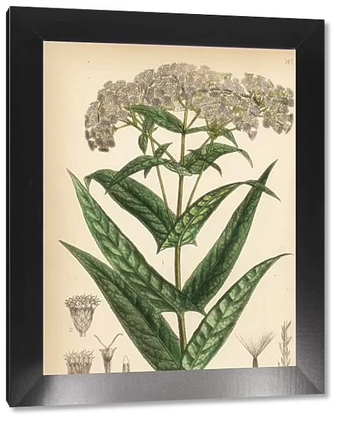 Boneset or bonsett, Eupatorium perfoliatum