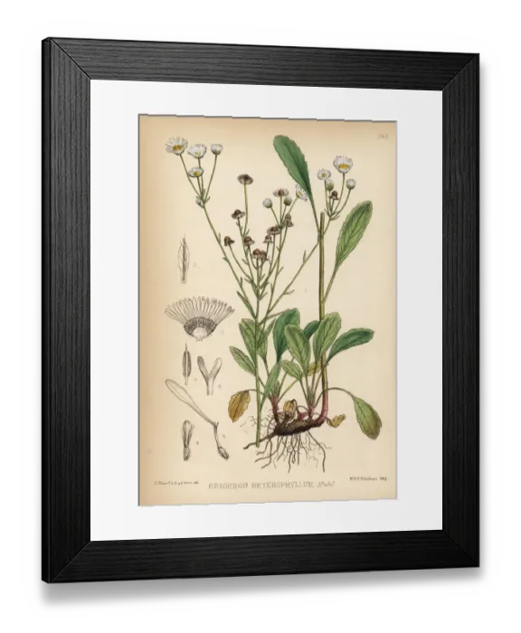 Framed Print : Daisy fleabane or sweet scabious, Erigeron heterophyllus Framed Print : Daisy fleabane or sweet scabious, Erigeron heterophyllus