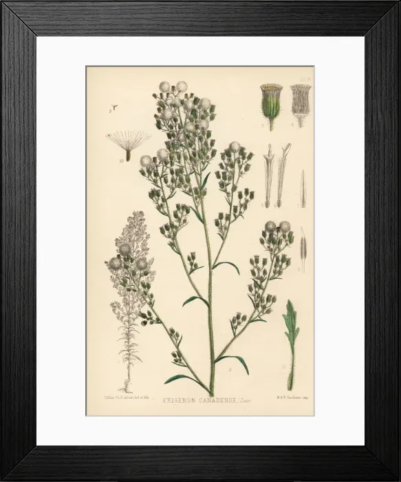 Framed Print : Horseweed, Erigeron canadensis Framed Print : Horseweed, Erigeron canadensis