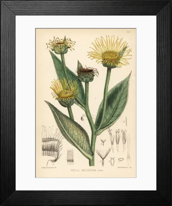 Framed Print : Elecampane, Inula helenium Framed Print : Elecampane, Inula helenium