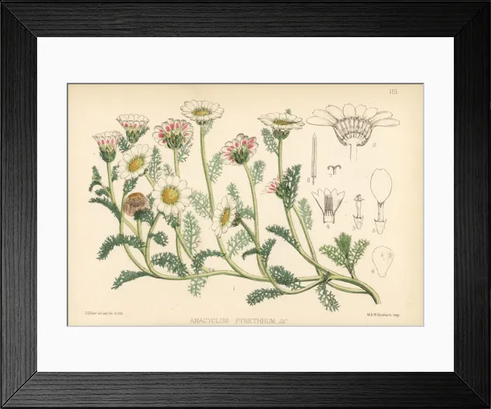 Framed Print : Pellitory of Spain, Anacyclus pyrethrum Framed Print : Pellitory of Spain, Anacyclus pyrethrum
