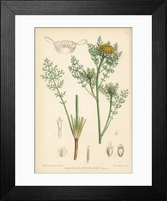 Framed Print : Pellitory, Anacyclus pyrethrum Framed Print : Pellitory, Anacyclus pyrethrum
