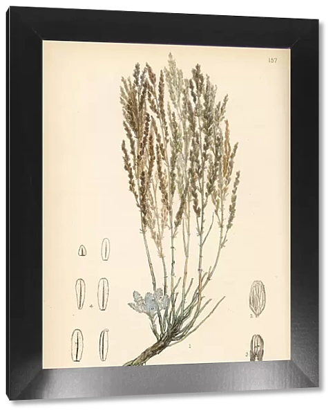 Levant wormseed, Artemisia pauciflora
