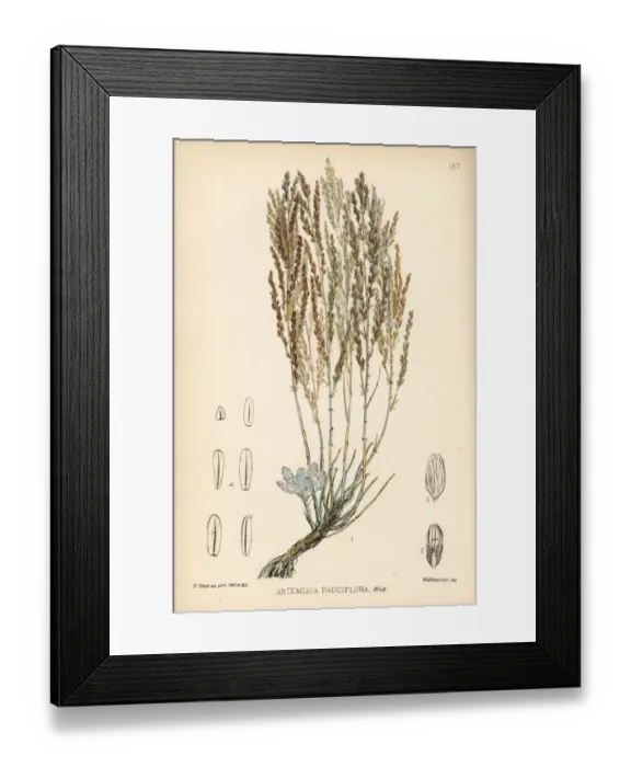 Framed Print : Levant wormseed, Artemisia pauciflora Framed Print : Levant wormseed, Artemisia pauciflora