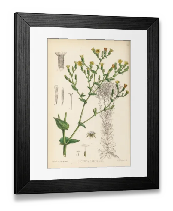 Framed Print : Garden lettuce, Lactuca sativa Framed Print : Garden lettuce, Lactuca sativa