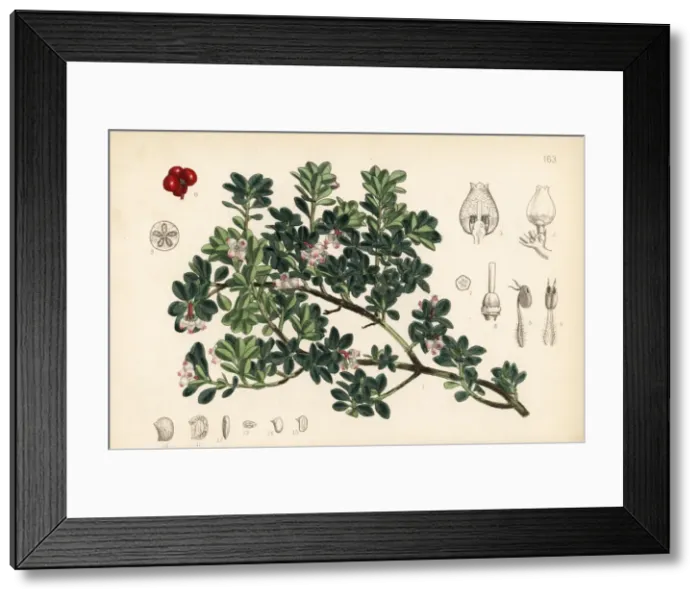Framed Print : Bearberry, Arctostaphylos uva-ursi Framed Print : Bearberry, Arctostaphylos uva-ursi