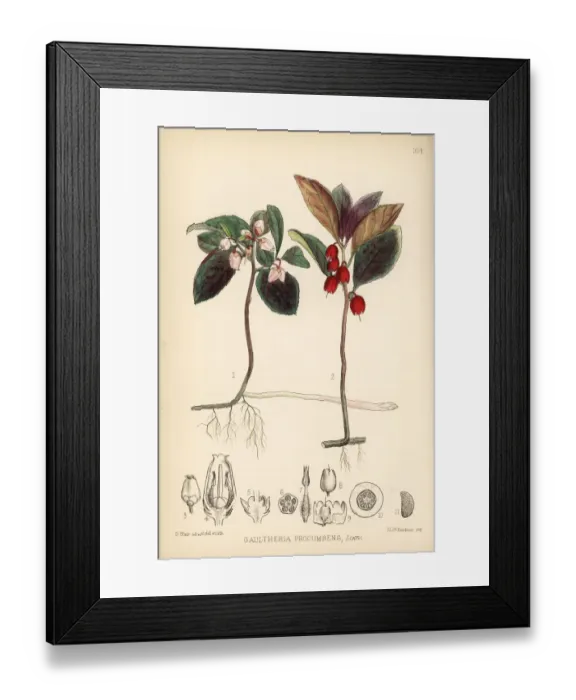 Framed Print : Wintergreen or mountain tea, Gaultheria procumbens Framed Print : Wintergreen or mountain tea, Gaultheria procumbens