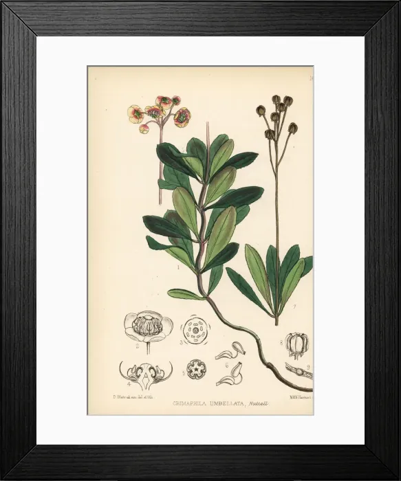 Framed Print : Wintergreen or pipsissewa, Chimaphila umbellata Framed Print : Wintergreen or pipsissewa, Chimaphila umbellata