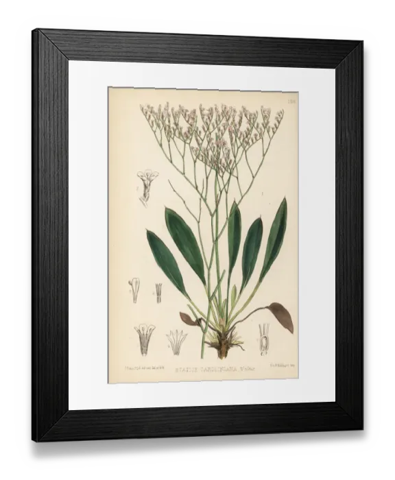 Framed Print : Marsh rosemary or sea lavender, Limonium carolinianum Framed Print : Marsh rosemary or sea lavender, Limonium carolinianum