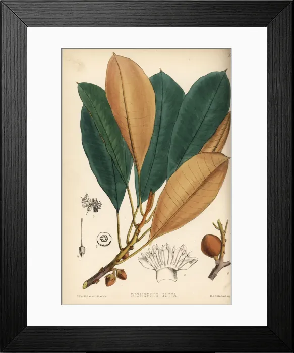 Framed Print : Gutta percha or taban, Palaquium gutta Framed Print : Gutta percha or taban, Palaquium gutta
