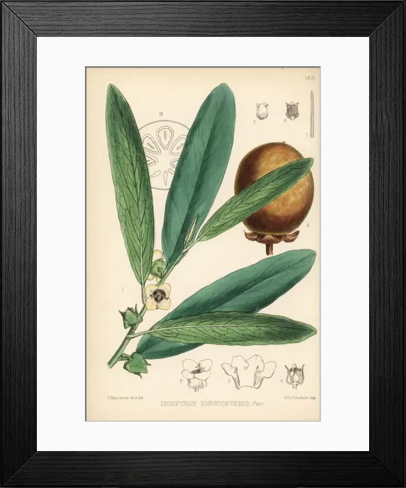 Framed Print : Malabar ebony, Diospyros malabarica Framed Print : Malabar ebony, Diospyros malabarica