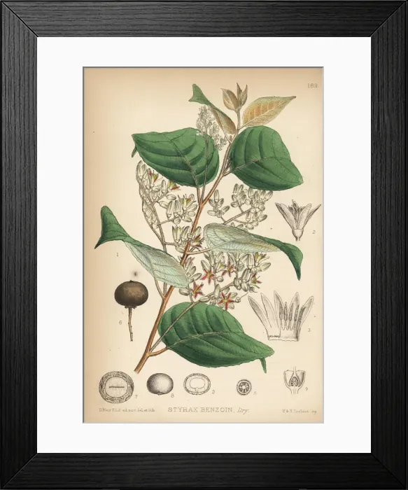 Framed Print : Benzoin, Lindera benzoin Framed Print : Benzoin, Lindera benzoin