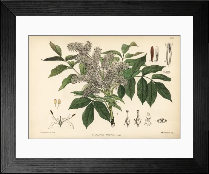 Framed Print : Manna ash or flowering ash, Fraxinus ornus Framed Print : Manna ash or flowering ash, Fraxinus ornus