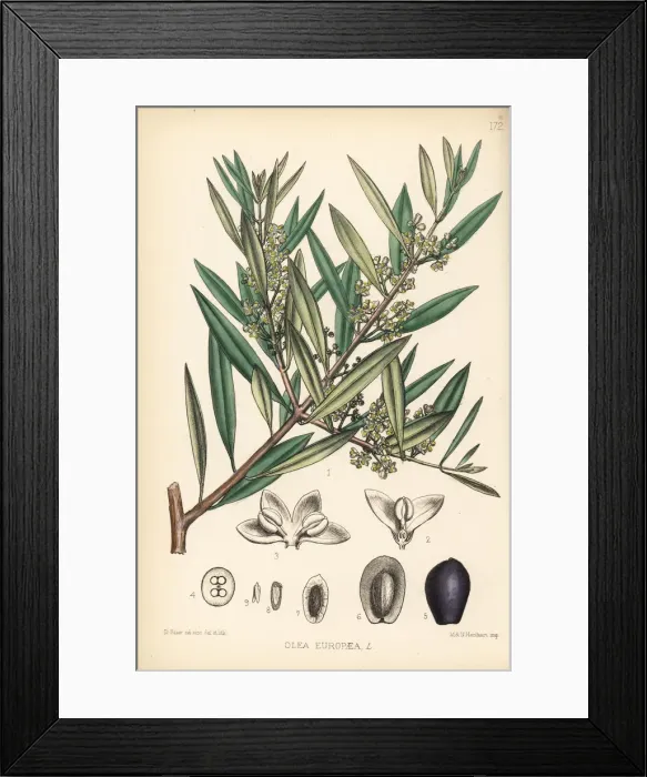 Framed Print : Olive tree, Olea europaea Framed Print : Olive tree, Olea europaea