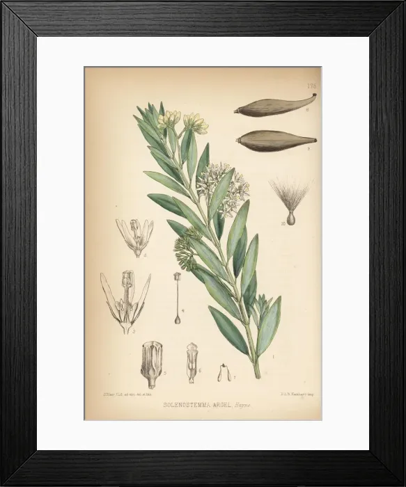 Framed Print : Solenostemma, Solenostemma argel Framed Print : Solenostemma, Solenostemma argel