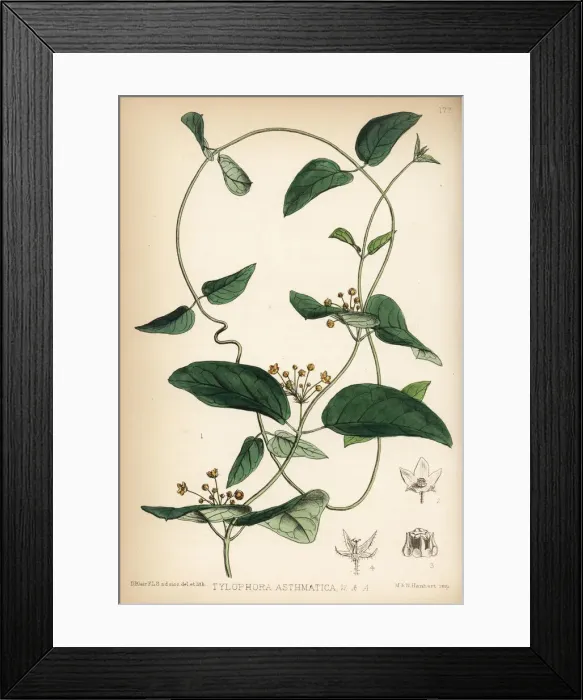 Framed Print : Indian ipecacuanha or unta mool, Tylophora asthmatica Framed Print : Indian ipecacuanha or unta mool, Tylophora asthmatica